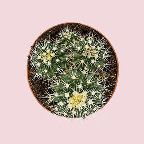 A cactus in a pot on a pink background