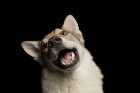 Perro de raza pura aullando por una cámara