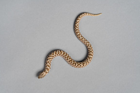 Serpent brun sur fond gris