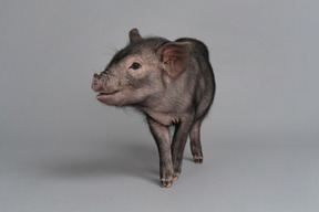 Cochon miniature se montrant