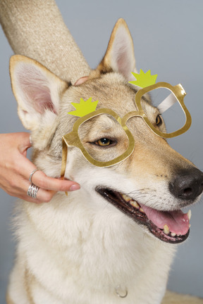 Gros plan, de, a, jeune femme, essayer, lunettes, sur, elle, chien