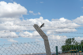 Vogel sitzt auf dem stacheligen zaun