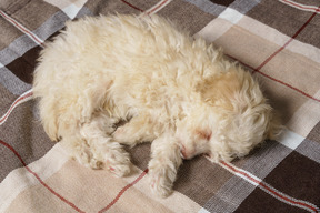 Toute la longueur d'un caniche endormi allongé sur une couverture à carreaux