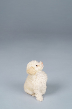 Front view of a curious tiny poodle looking up