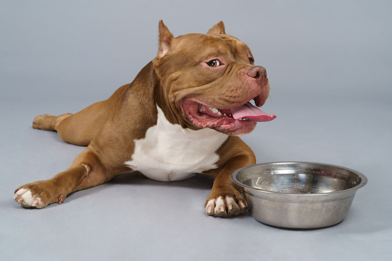 Front view of a brown bulldog lying near the steel bowl and looking at camera
