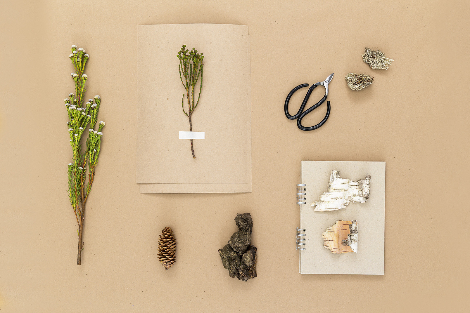 Make your own herbarium