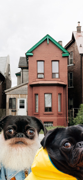 Two pug dogs standing in front of a house