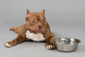 Dog lying next to bowl