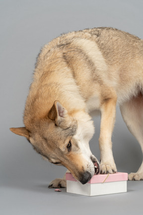 Big purebred dog tasting a box