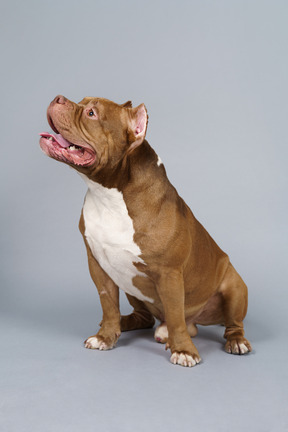 A figura intera di un bulldog marrone seduto e guardando da parte