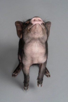 Un lindo mini cerdo mirando hacia arriba