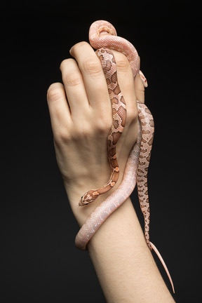 Two little corn snakes on human's hand