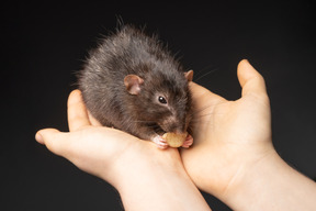 Cute brown mouse eating in human hands