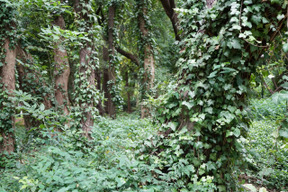 Bella vista della foresta è grande per uno sfondo