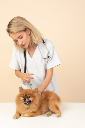 Atractivo veterinario haciendo inyección a un spitz rojo.