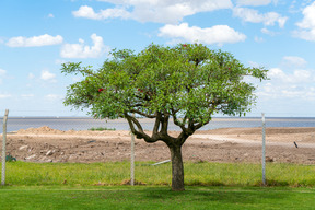 Vista da natureza calma e agradável