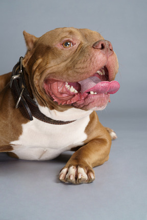 Close-up de um buldogue deitado com uma coleira abrindo as mandíbulas e olhando para o lado