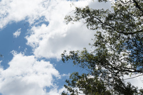 The view of the cloudy sky and tree above