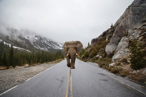 An elephant walking down the middle of a road