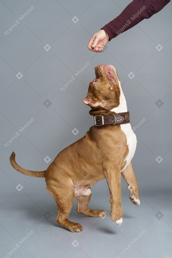 Side view of a brown bulldog with a dog collar playing with master and jumping while raising tail