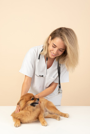 Veterenarian atraente examinando um spitz