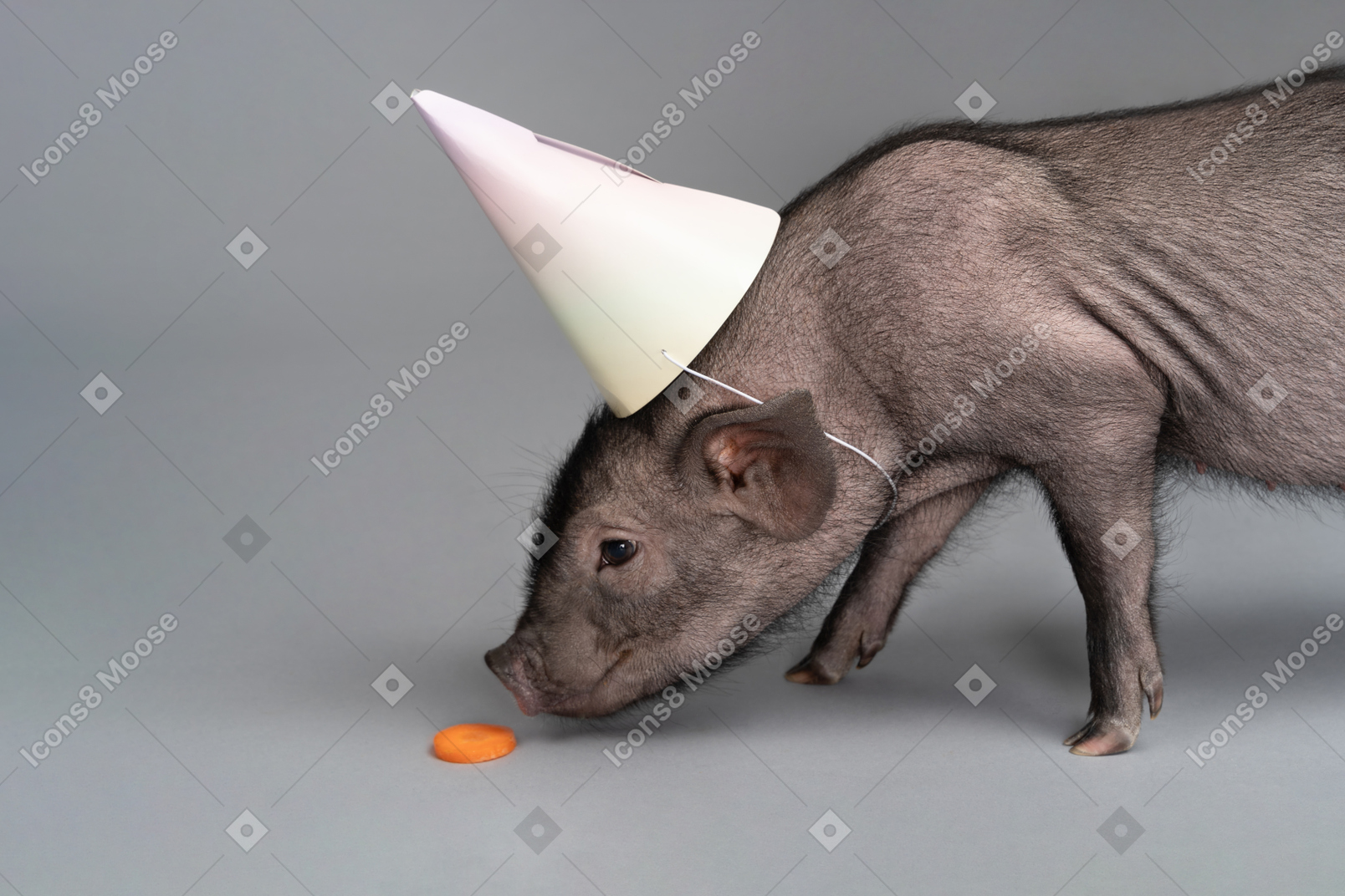 Cute miniature pig with a party hat on its head is sniffing a piece of carrot