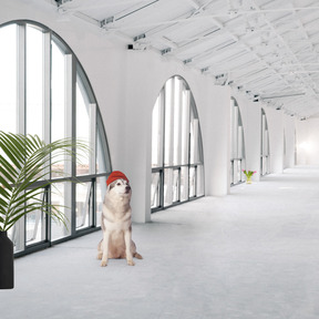 A dog wearing a beanie sitting in a large room