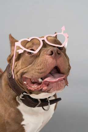 Big dog in decorative heart glasses