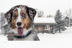 Собака гуляет на улице зимой