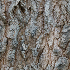 Bark texture