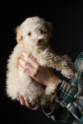 Side view of a tiny poodle in human hands isolated on black and looking at camera