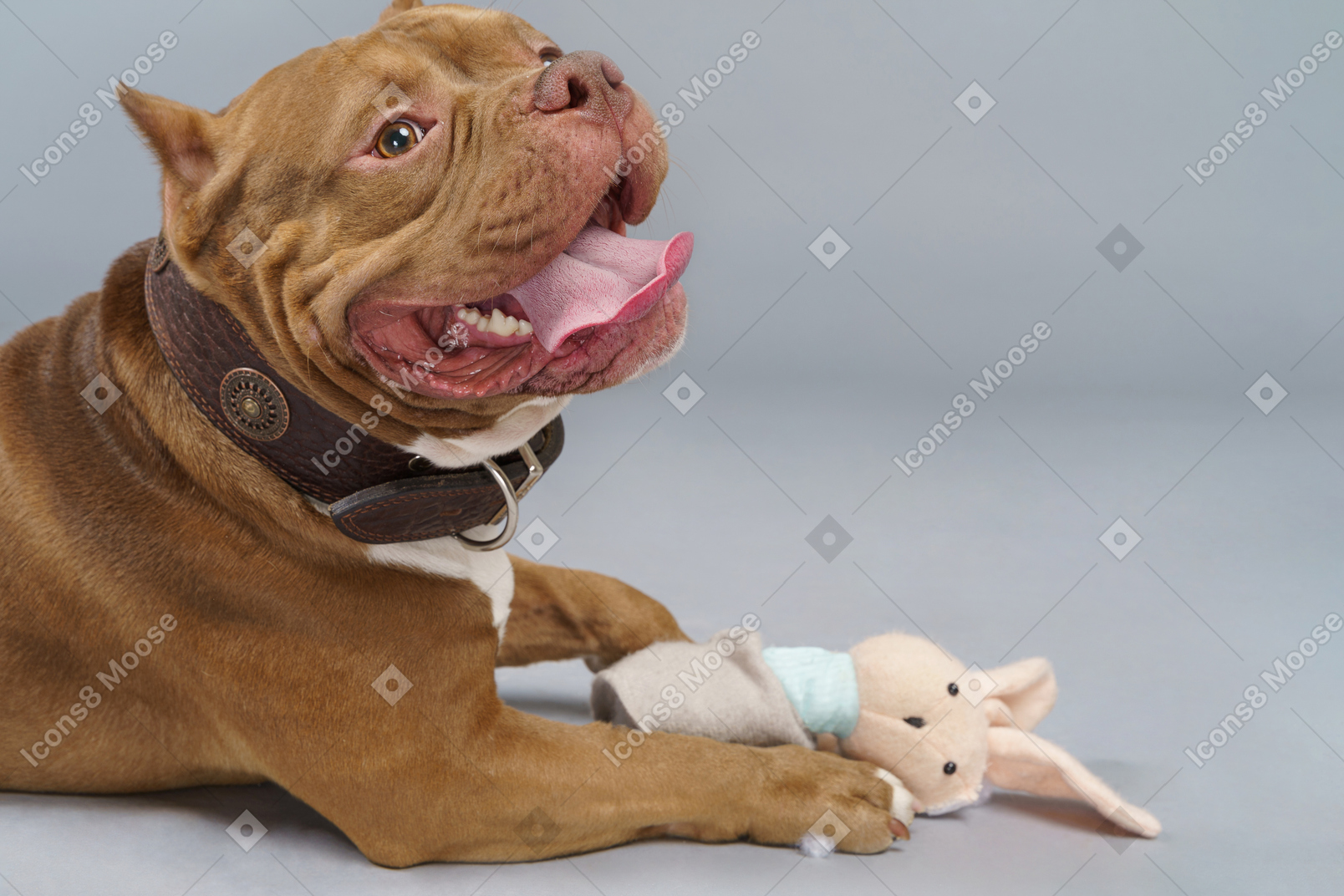 Side view of a brown bulldog with a toy bunny looking at camera