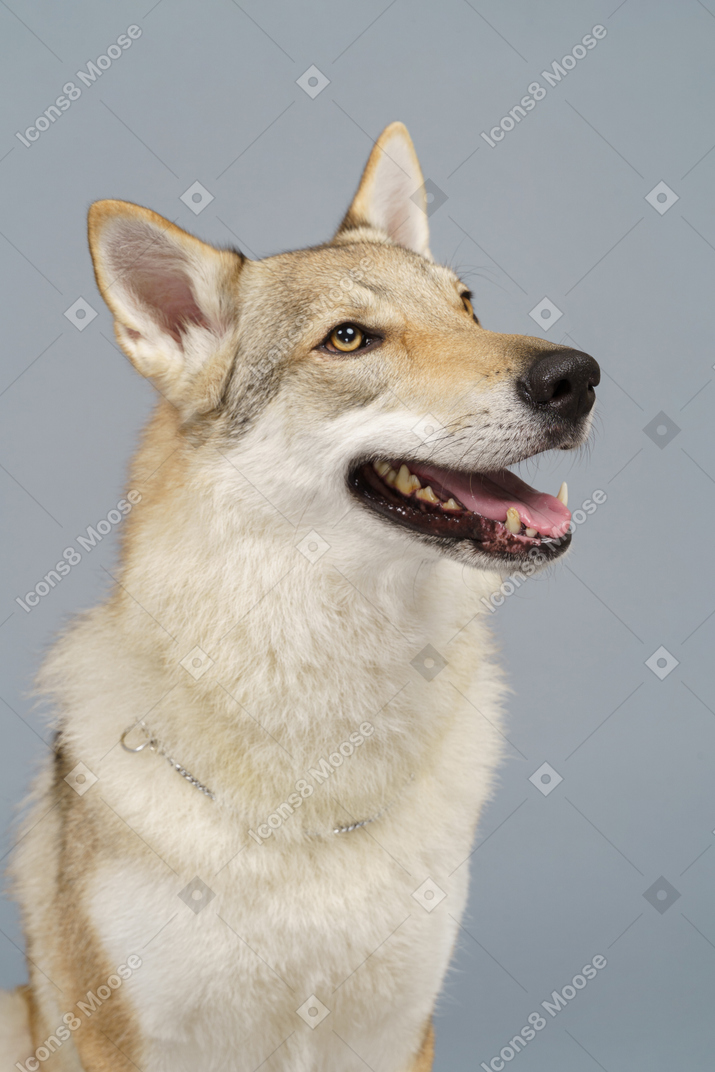 Close-up de um cachorro olhando para o lado