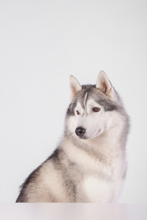 Arktischer hund sitzend