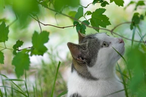 Naturaleza