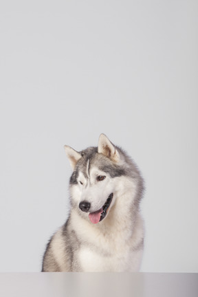 Arctic dog sitting