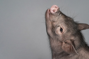 Lindo cerdo en miniatura mirando hacia arriba