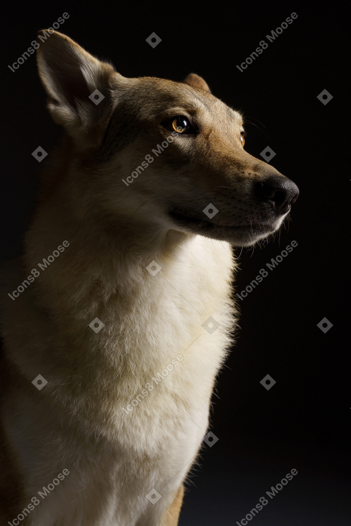 Primo piano di un cane simile a un lupo che osserva in su