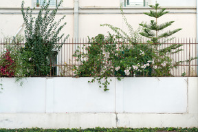 Vita verde su un muro grigio