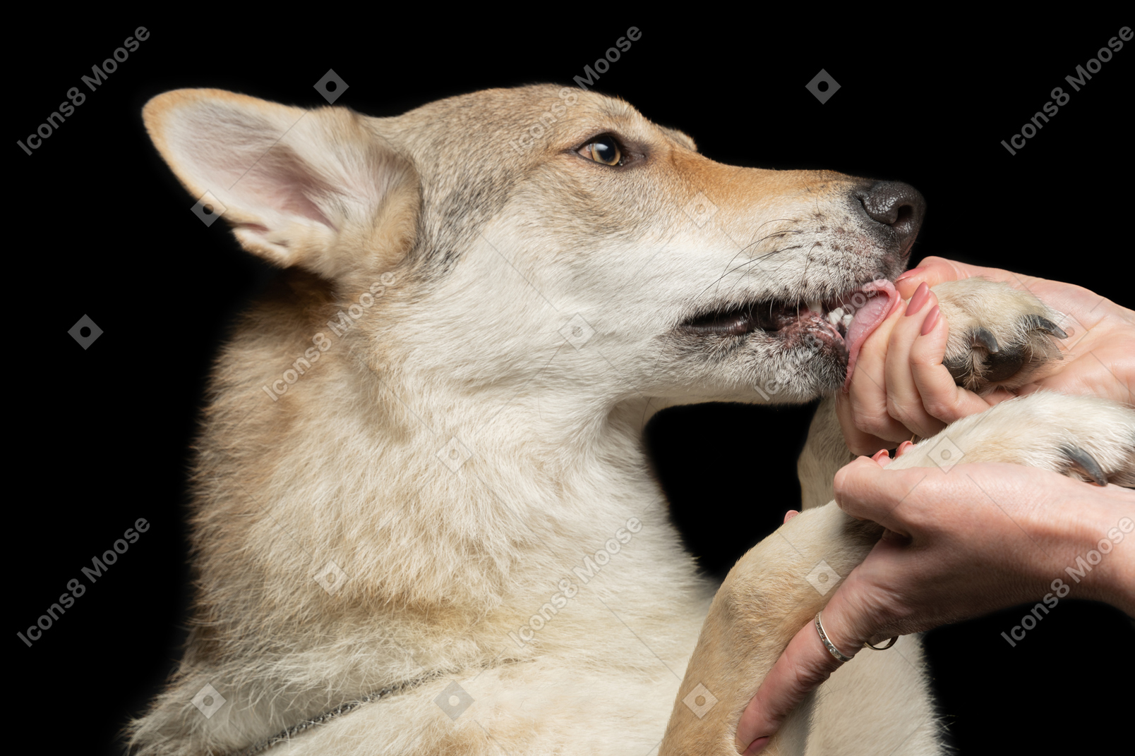 漂亮的狗给人牢固的握手