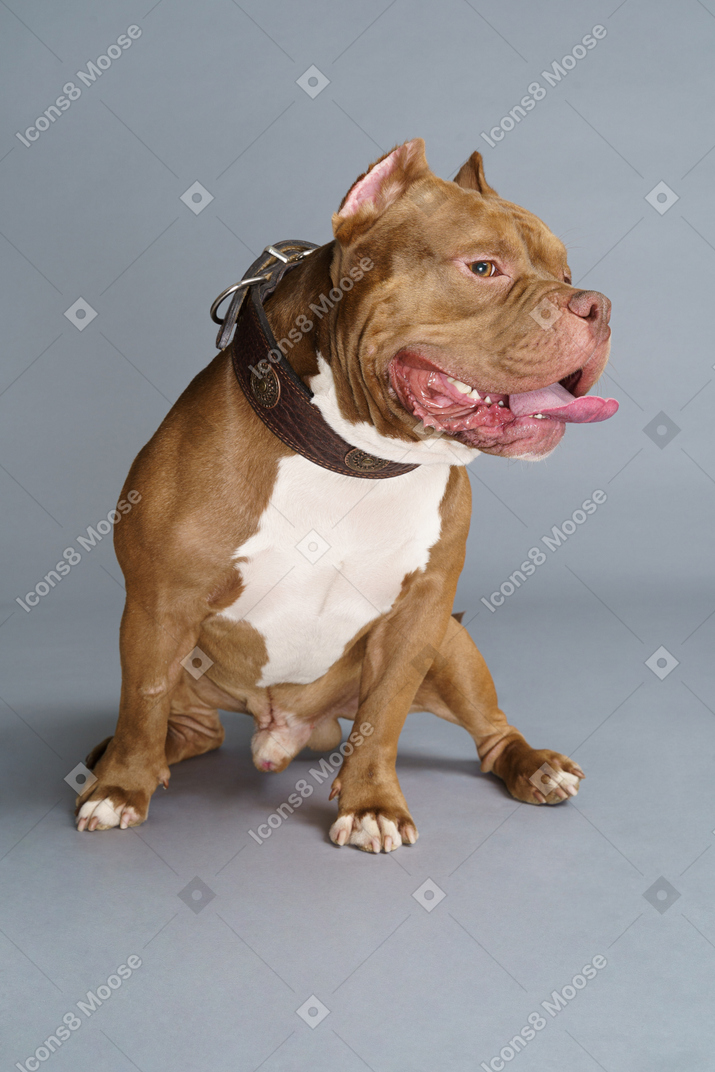 Front view of a sitting bulldog isolated on gray