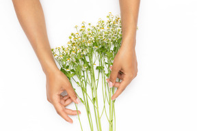 Manos femeninas que sostienen la ramita de la flor