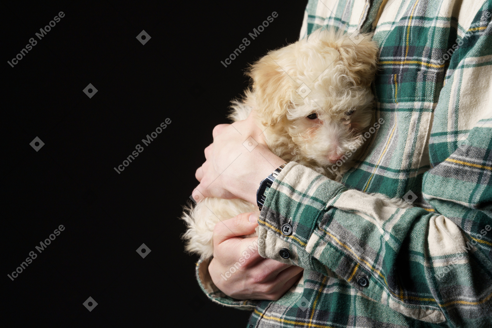 Close-up of a human in a checked shirt holding little poodle