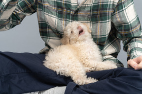 Poodle branco deitado sobre os joelhos de seu dono