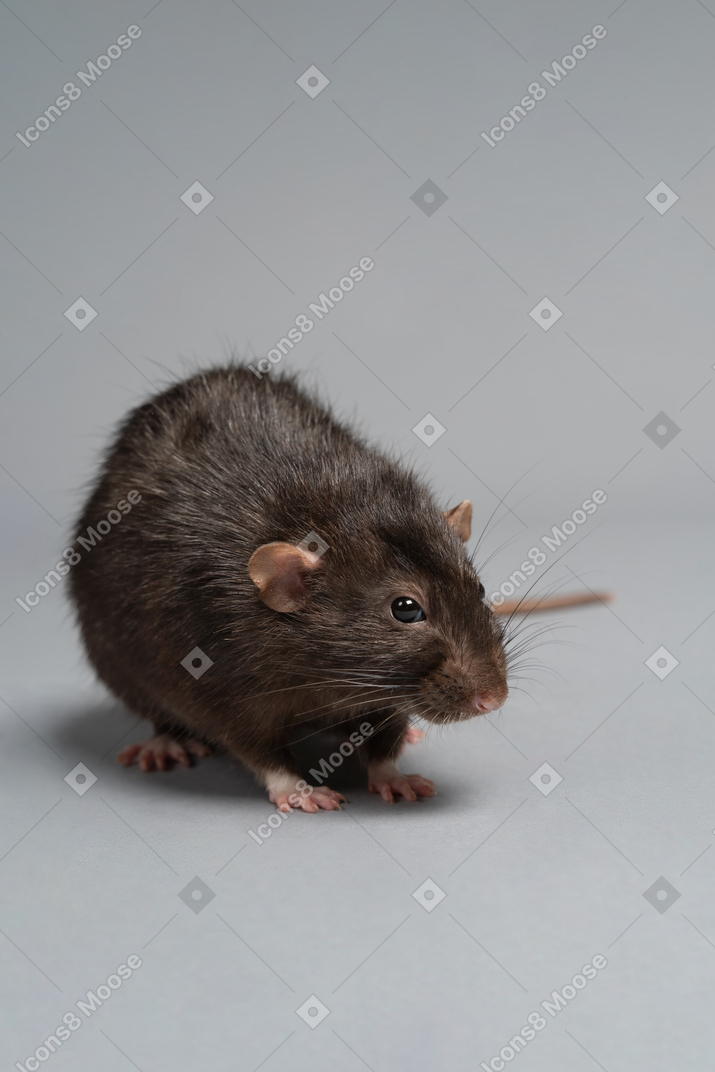 A cute fluffy pet rat