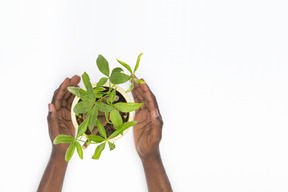 Mãos masculinas pretas segurando a planta em pote