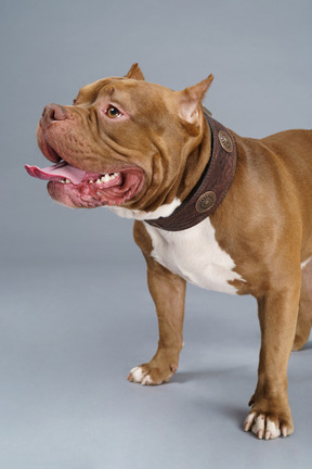 Close-up a brown bulldog standing and looking aside