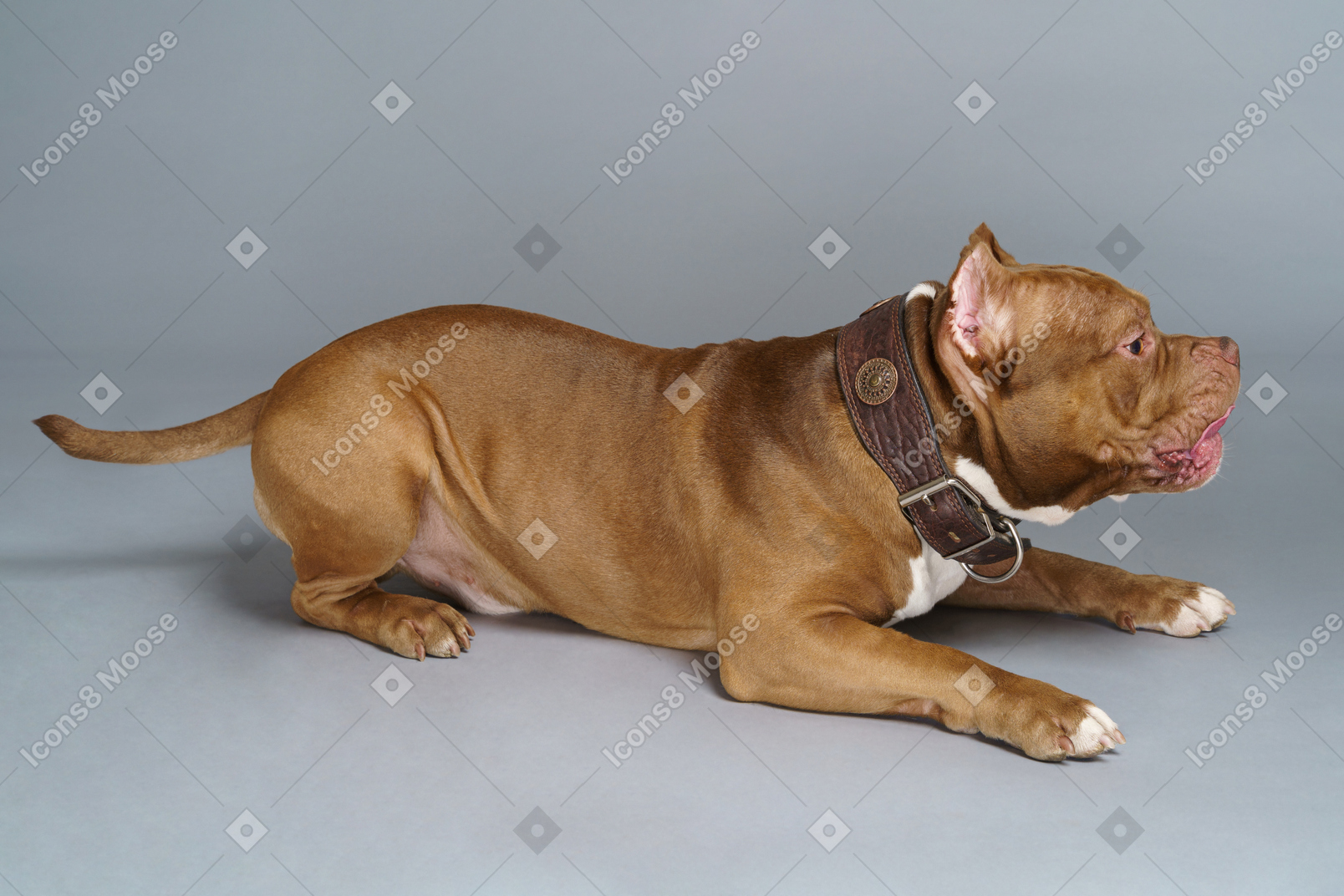 Side view of a lying bulldog in a dog collar raising tail