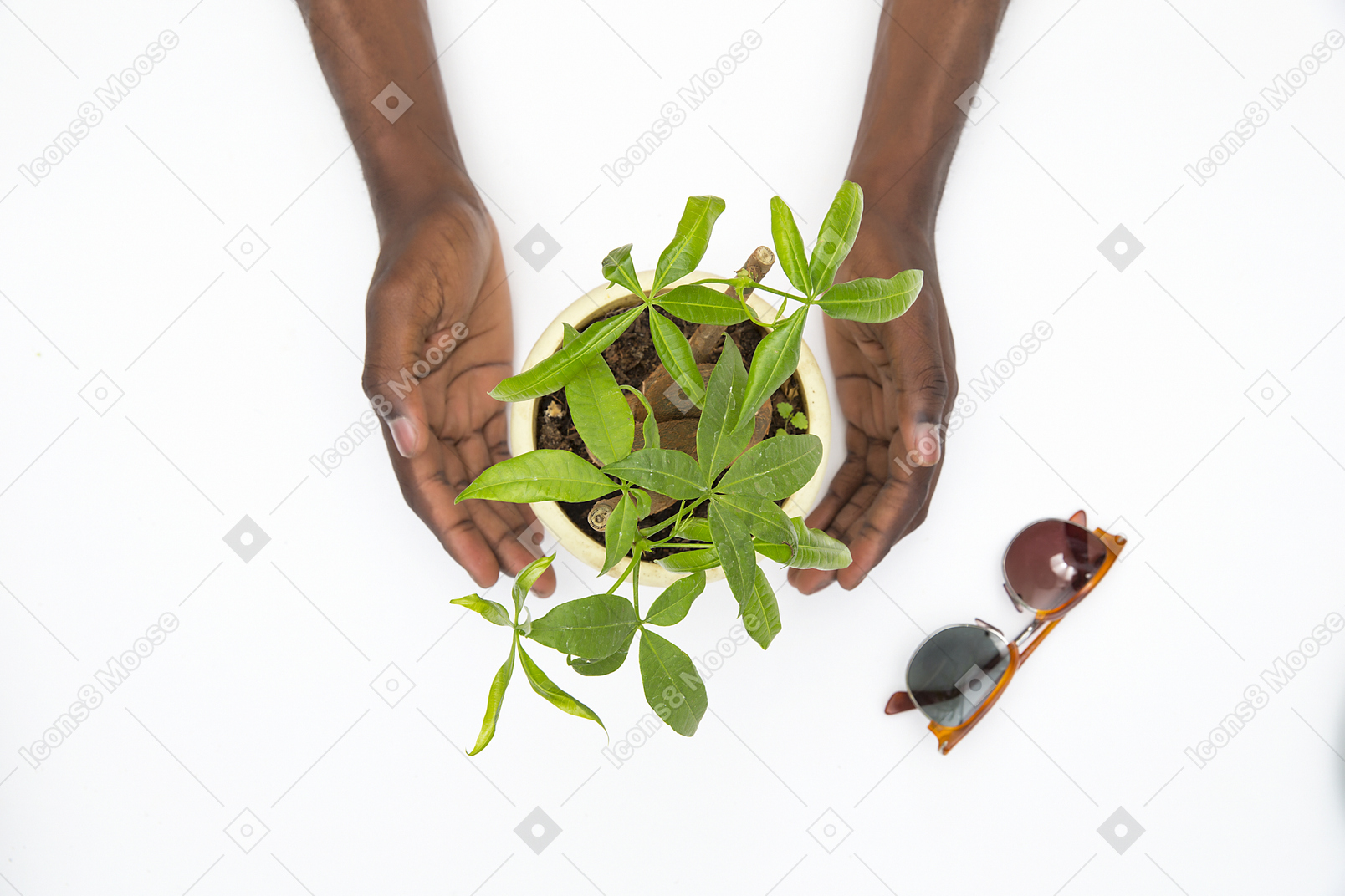 Black male hands holding a plant pot