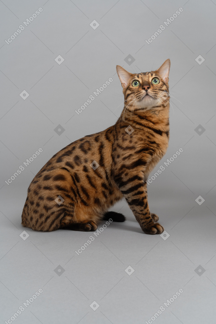 A sitting bengal cat